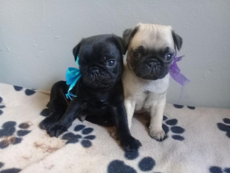 Filhotes de Pomerânia adoráveis para adoção gratuita