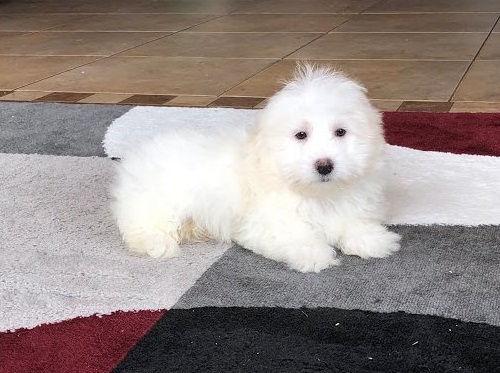 Coton De Tulear