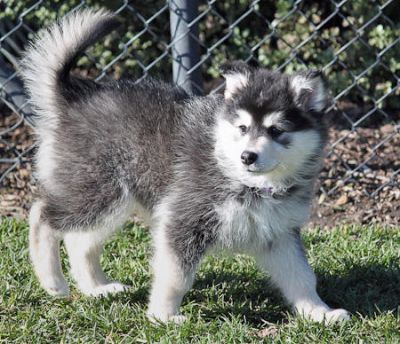 Filhotes Husky Siberiano para adopÃ§Ã£o