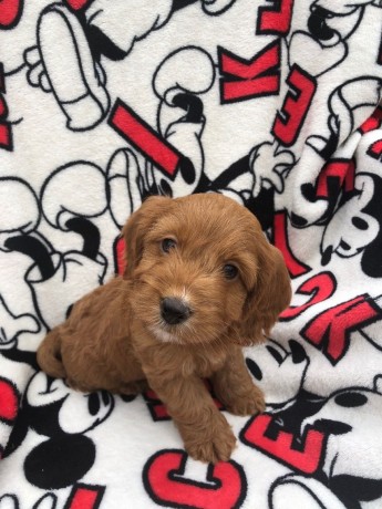 Belas impressionantes Cockapoos em miniatura super