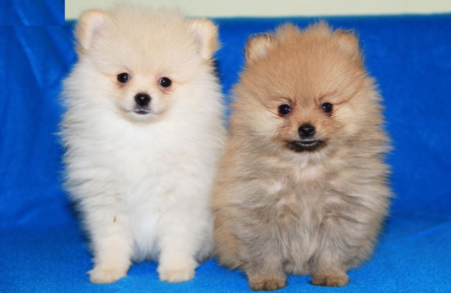 Pomeranian cachorros bonitos