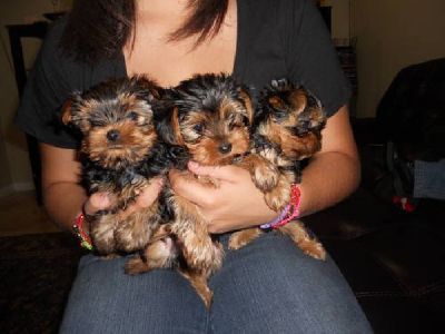 Masculino e Feminino Yorkie lindo filhotes restantes