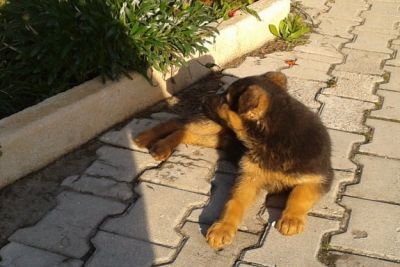 labradores entrega imediata -- exelentes 