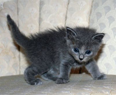 Raça de gato azul do russo 