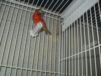 cardinalitos clássicos