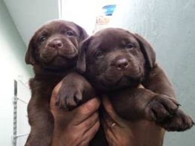 labradores chocolate com pedigre 