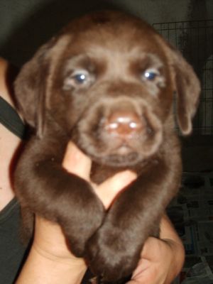 Labrador Retriever: Cor castanho