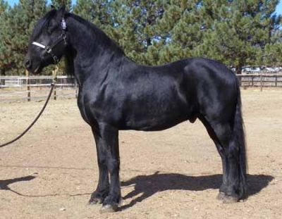 Dois cavalos bem treinados Friesian para o Natal, Lisboa