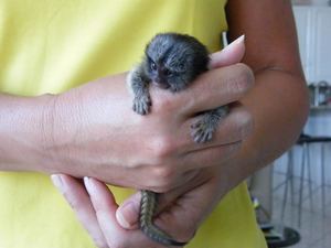 Bebê titi macacos para venda