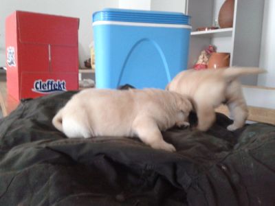 labradores entrega imediata -- exelentes 