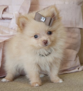 Pomeranian cachorros para adoção