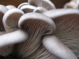 Produção de Cogumelos