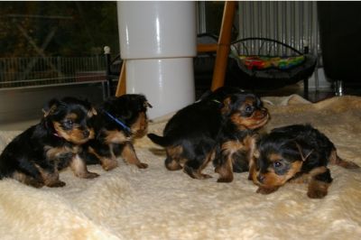 Yorkshire filhotes disponíveis.