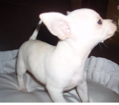 Chihuahuas cores raras minis 