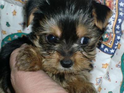 yorkshire terrier para adopçao