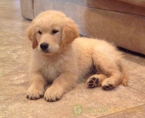 Filhotes golden retriever disponíveis.