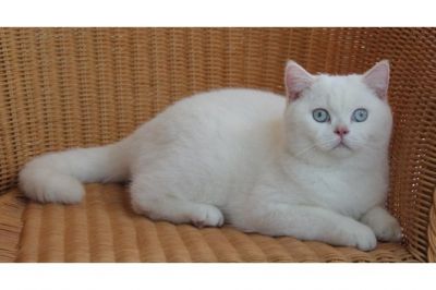 Gatinhos brancos BKH para adoção