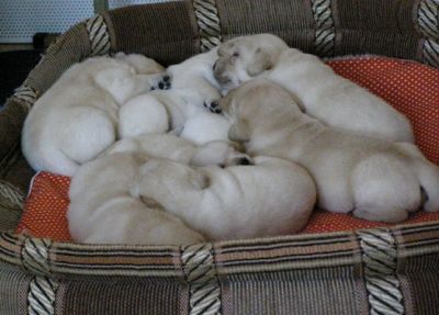  Labrador Retriever cachorros que necesitan un hogar