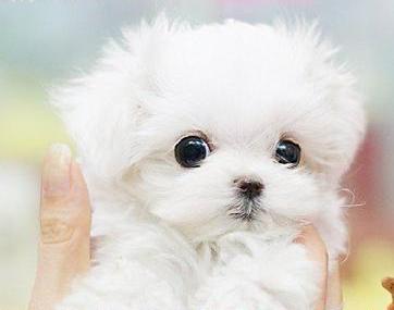 Os filhotes de cachorro maltês para adoção.