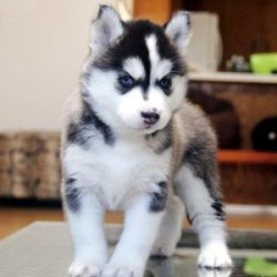 Temos filhotes husky siberiano 