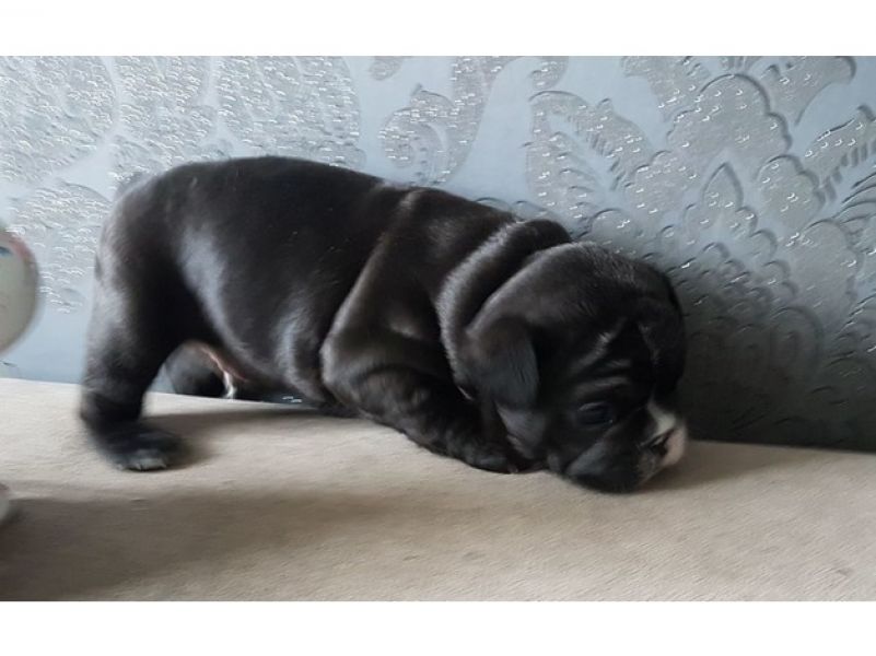 Filhotes de buldogue francês agora prontos