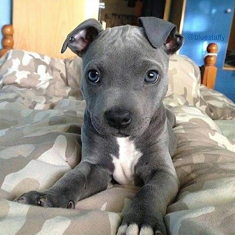 Regalo cachorros de pitbull