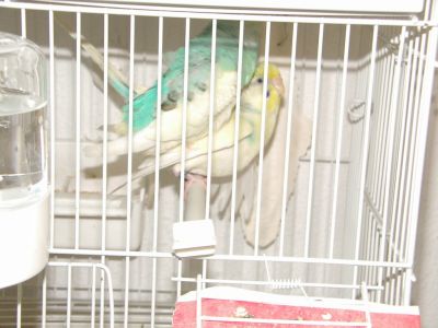 Por desistência de criação Vendo Casais Periquitos Todos Reprodutores