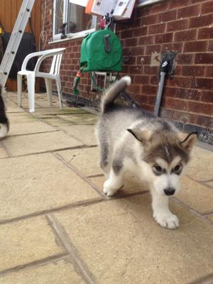 2 alaskan malamute magníficos venta