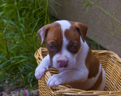 Encantadora e adorável American Staffordshire Terrier.