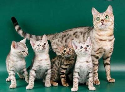 Gatinhos Bengal macho e fêmea Eles são bem treinados, em todos os seus tiros, acaba de receber sua v