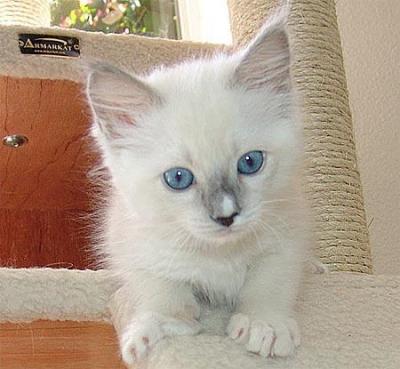 1 gatinhos Ragdoll masculino e feminino para adoção a qualquer pessoa amar e cuidar de forma gratuit