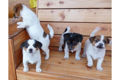 Charme Masculino e Feminino Jack Russell Filhotes