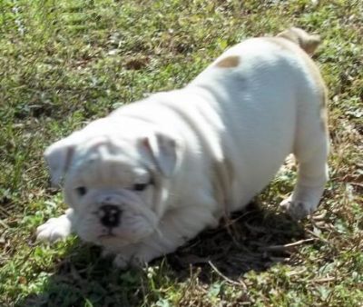 bulldog Inglês adorável para  adoção