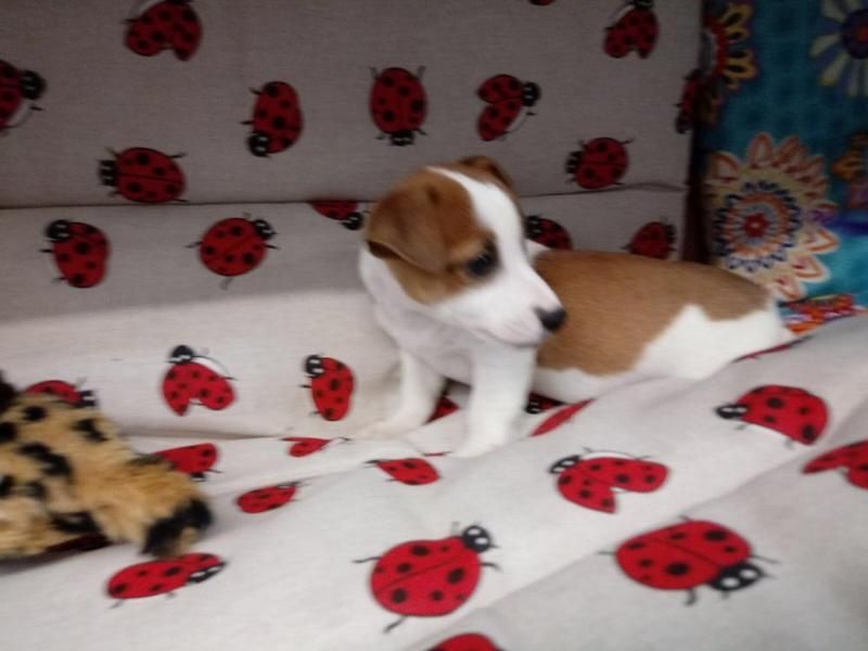 Filhotes jack russell