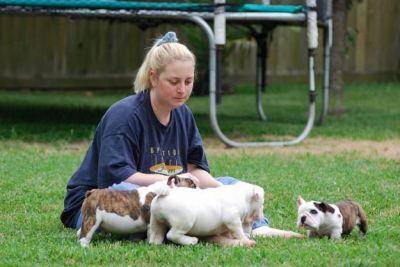 Inglês Bulldog cachorros para adoção