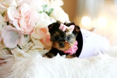 ois cachorro yorkie linda disponível para qualquer lar amoroso.