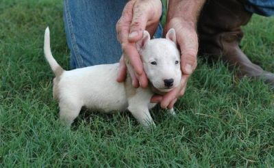marcante Bull Terrier