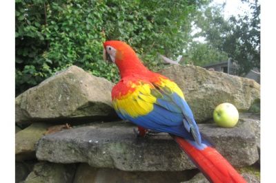 Papagaios falador bem domesticados e ovos férteis papagaio para venda