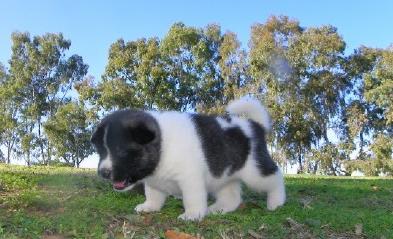 Akita filhotes para adoção