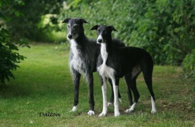 Dom Galgo Espanol filhotes para ex-massa.....