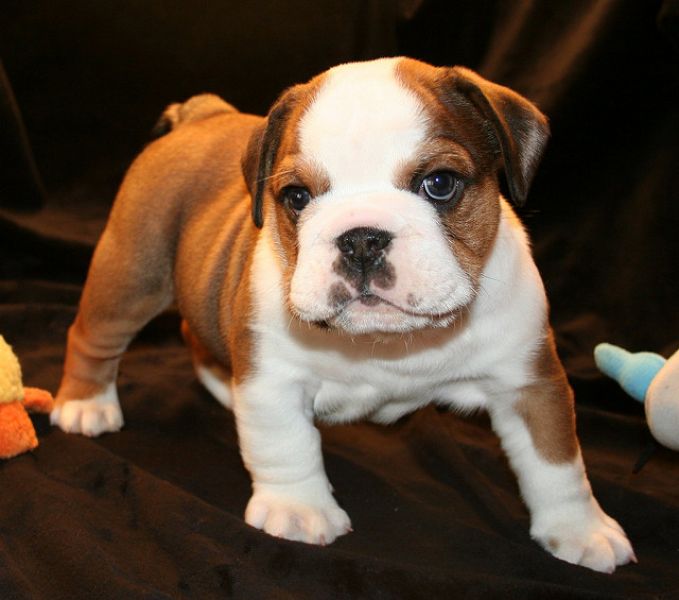 Bulldog Inglês Filhotes à Venda