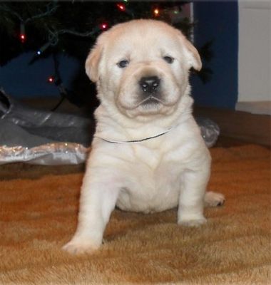 bonito e bem treinado potty do filhote de cachorro retriever labrador para adopção