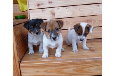 Charme Masculino e Feminino Jack Russell Filhotes
