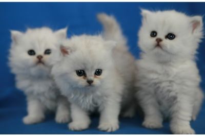 Doar , Branco puro persian gatinhos para adoção livre.