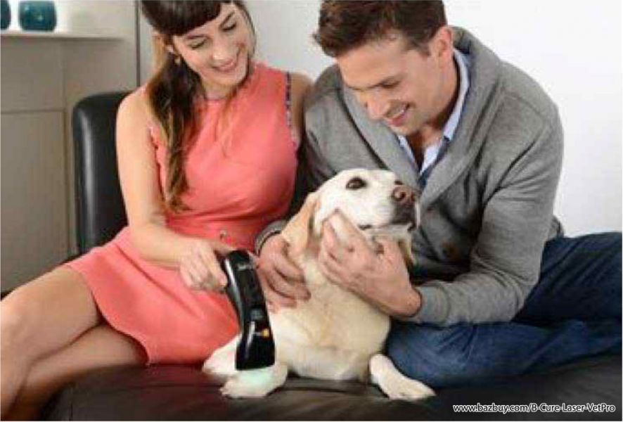 B-cure Laser - Veterinary medicine