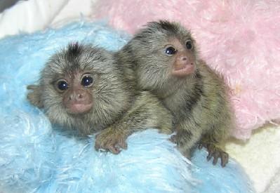 dois marmoset macacos para adopção