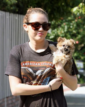 Yorkshire terrier para adopção nos Açores