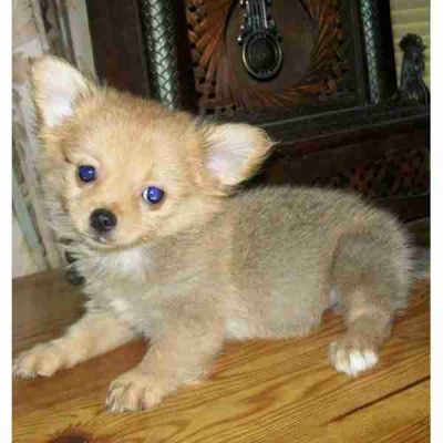 Bela filhotes Chihuahua para meninas Mini, cabelo curto, 10 semanas de idade