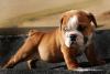 Inglês bulldog filhotes para venda