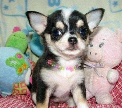 Chihuahua macho e fêmeas com LOP